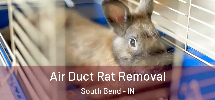  Air Duct Rat Removal South Bend - IN